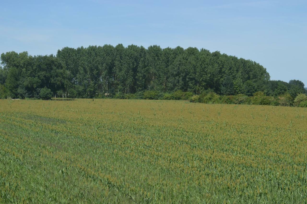 Gite Dans Le Vignoble De Bourgueil Le Port Boulet Экстерьер фото